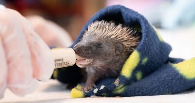 RSPCA launches toolkit to help vets treat wildlife